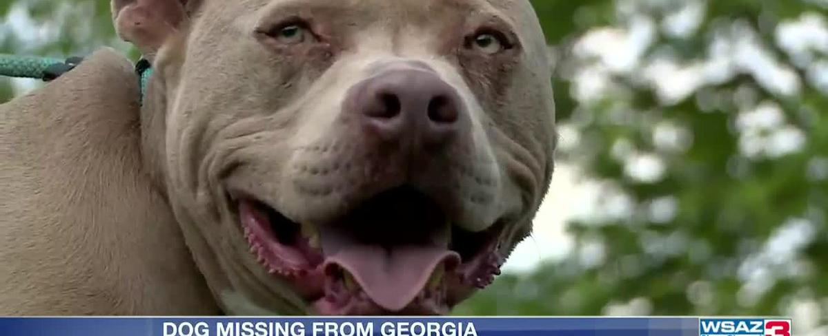 Dog missing from Georgia since 2017 found in Wayne County