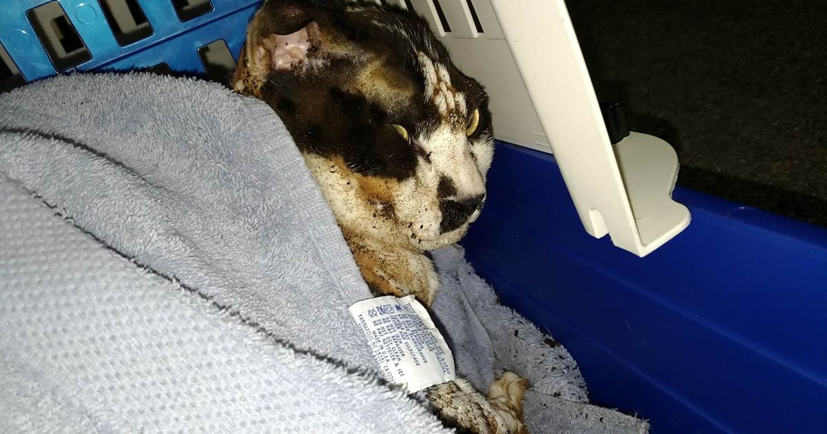 Cat burned, seriously injured in Trotwood