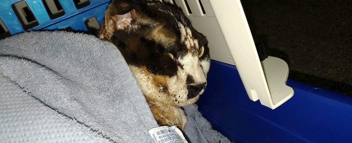 Cat burned, seriously injured in Trotwood