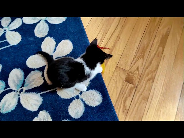 Kitten Closeup 2023-04-17