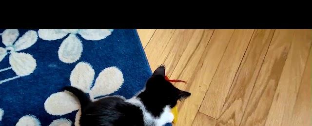 Kitten Closeup 2023-04-17