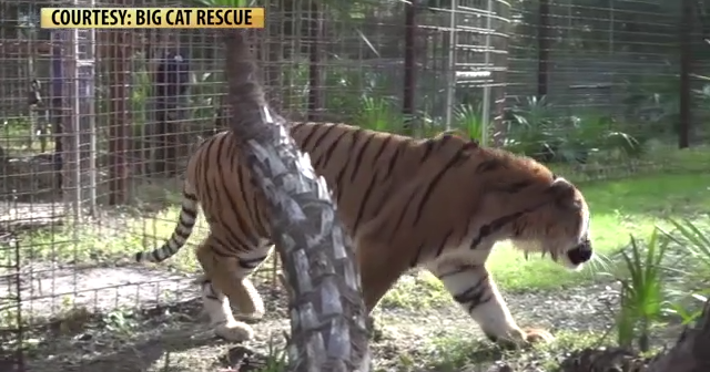 Carole Baskin closing her Big Cat Rescue in Florida