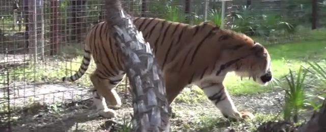 Carole Baskin closing her Big Cat Rescue in Florida