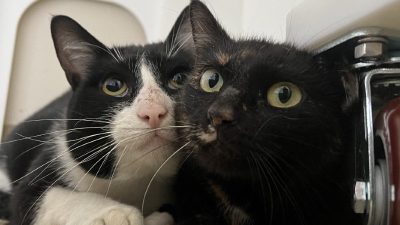 Cat who loves listening to Taylor Swift up for adoption
