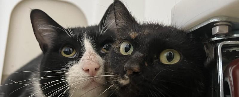 Cat who loves listening to Taylor Swift up for adoption