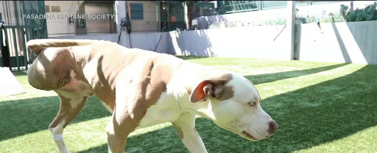 Pasadena Humane rescues dog hit by truck, amputates his leg; org raising funds to help other injured animals