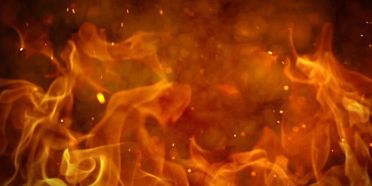 Moultrie training facility fire kills 3 dogs, injures others