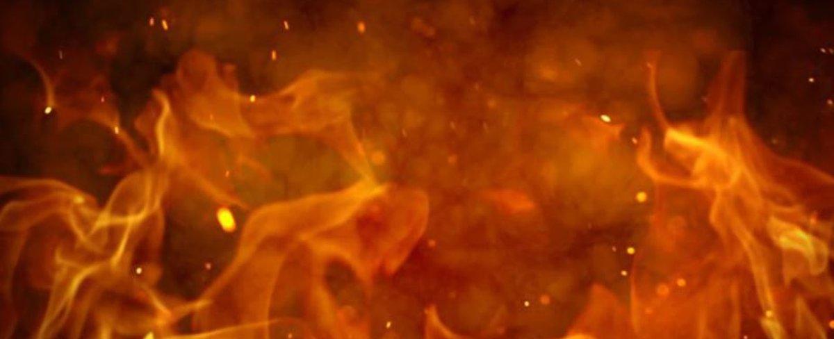 Moultrie training facility fire kills 3 dogs, injures others