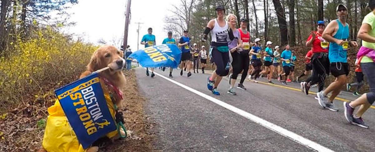 Golden retrievers gather to honor Boston Marathon dog Spencer, who lost his battle with cancer