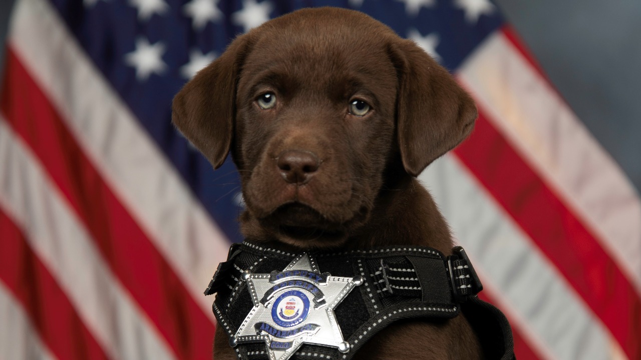 Photos: New Arapahoe County therapy puppies being sworn in