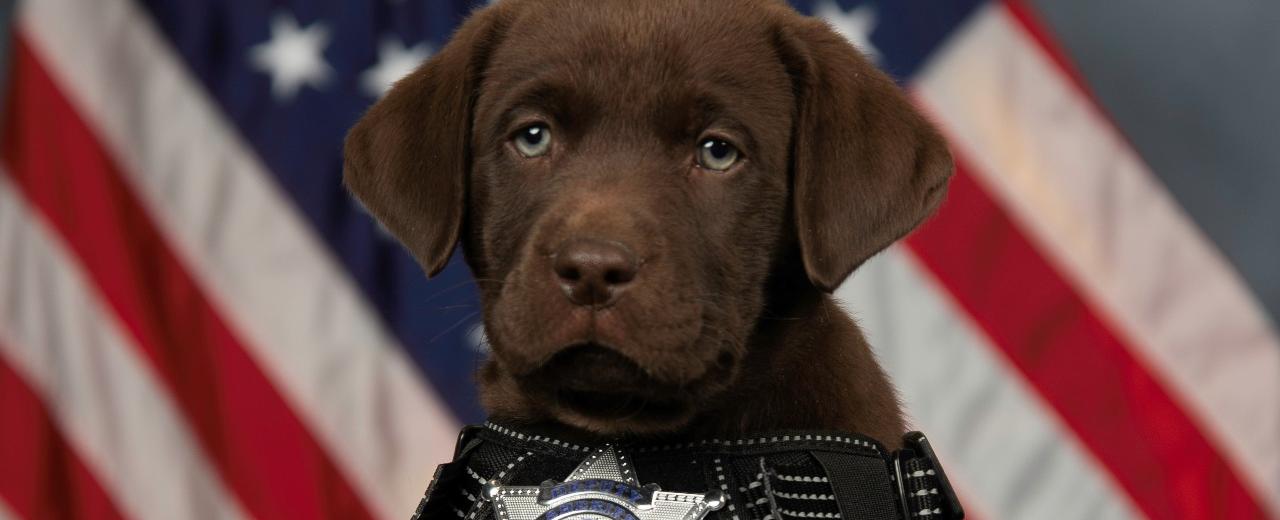Photos: New Arapahoe County therapy puppies being sworn in