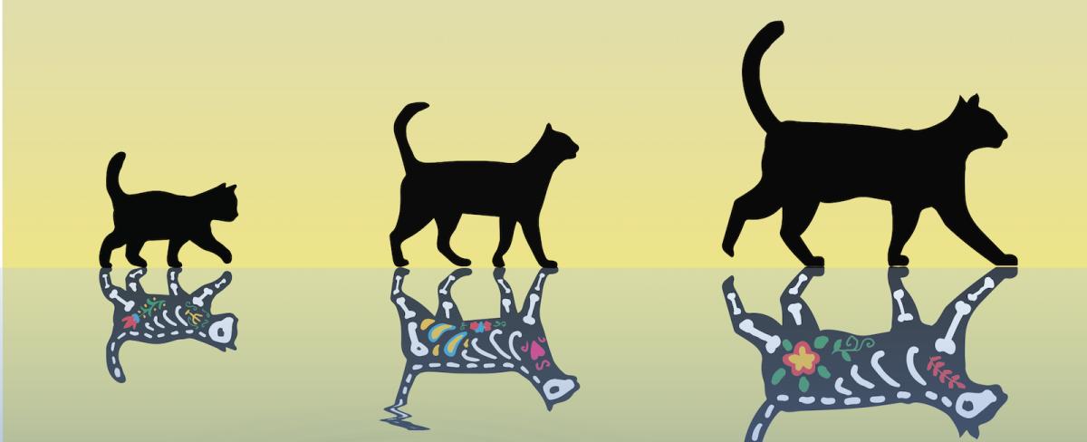 World's heaviest Schrödinger's cat made in quantum crystal visible to the naked eye