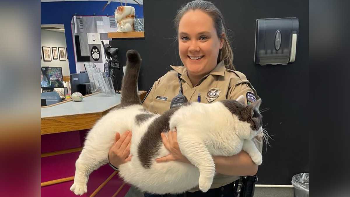 Viral 40-pound cat named Patches gets adopted