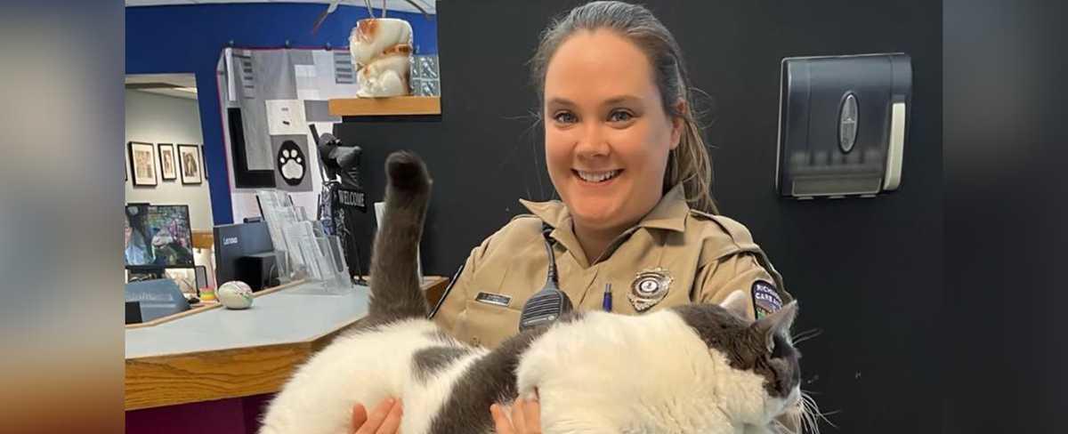 Viral 40-pound cat named Patches gets adopted