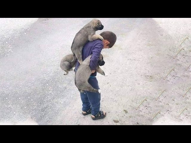 HAPPY to Rescue a Family of Homeless Dogs From Illness And Hunger On The Street