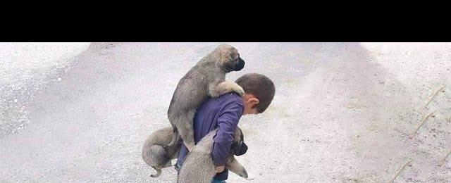 HAPPY to Rescue a Family of Homeless Dogs From Illness And Hunger On The Street