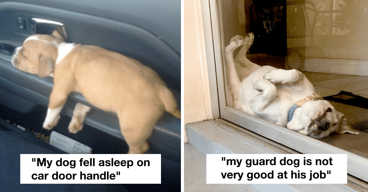 25 Dogs Who Were Hilariously Caught At The Most Unpredictable Moment