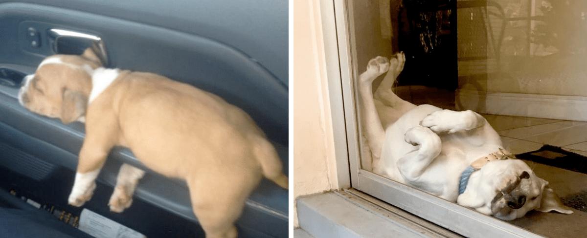 25 Dogs Who Were Hilariously Caught At The Most Unpredictable Moment