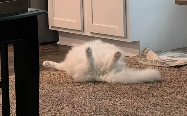 15 Cats Sleeping Like The Funny Little Weirdos They Are | Cuteness