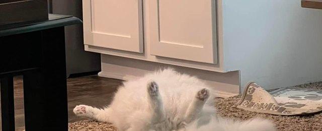 15 Cats Sleeping Like The Funny Little Weirdos They Are | Cuteness