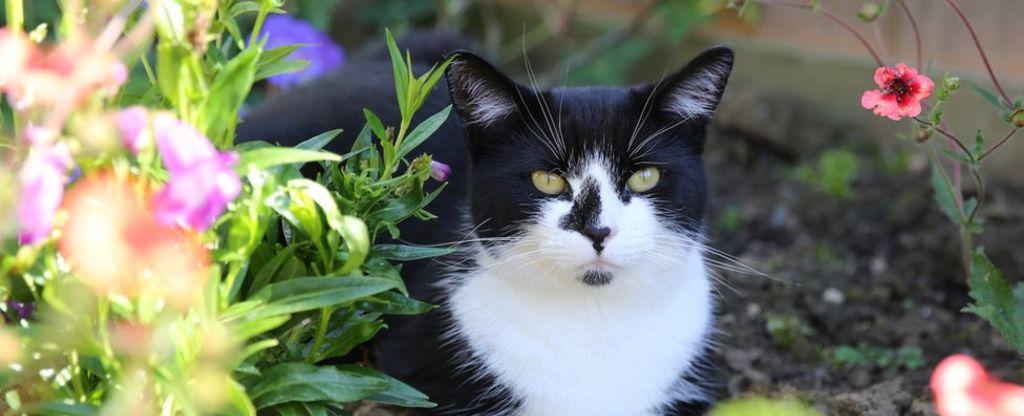 Rushden: Police probe after pet cat killed by airgun