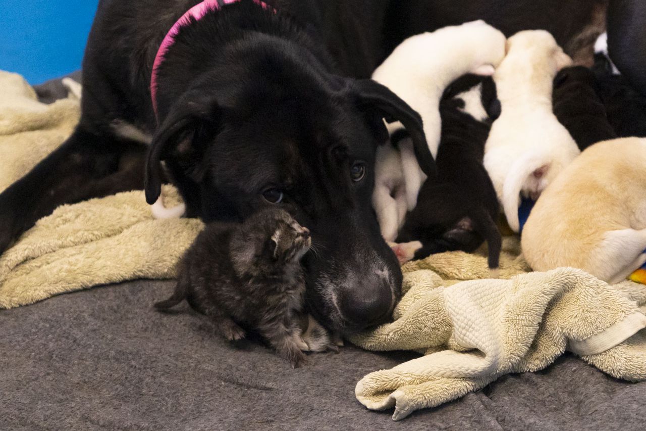 Great Dane adopts tiny kitten into her litter at Michigan animal shelter