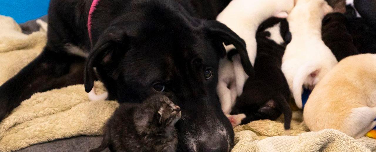Great Dane adopts tiny kitten into her litter at Michigan animal shelter
