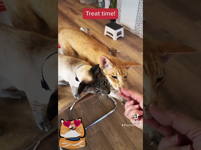 Don't Keep Your Cats Waiting - When They're Ready, They Get!