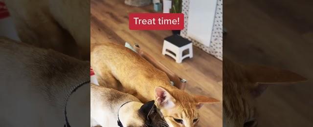 Don't Keep Your Cats Waiting - When They're Ready, They Get!