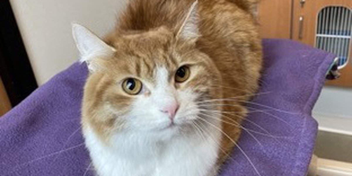 Pet of the Week: Miracle