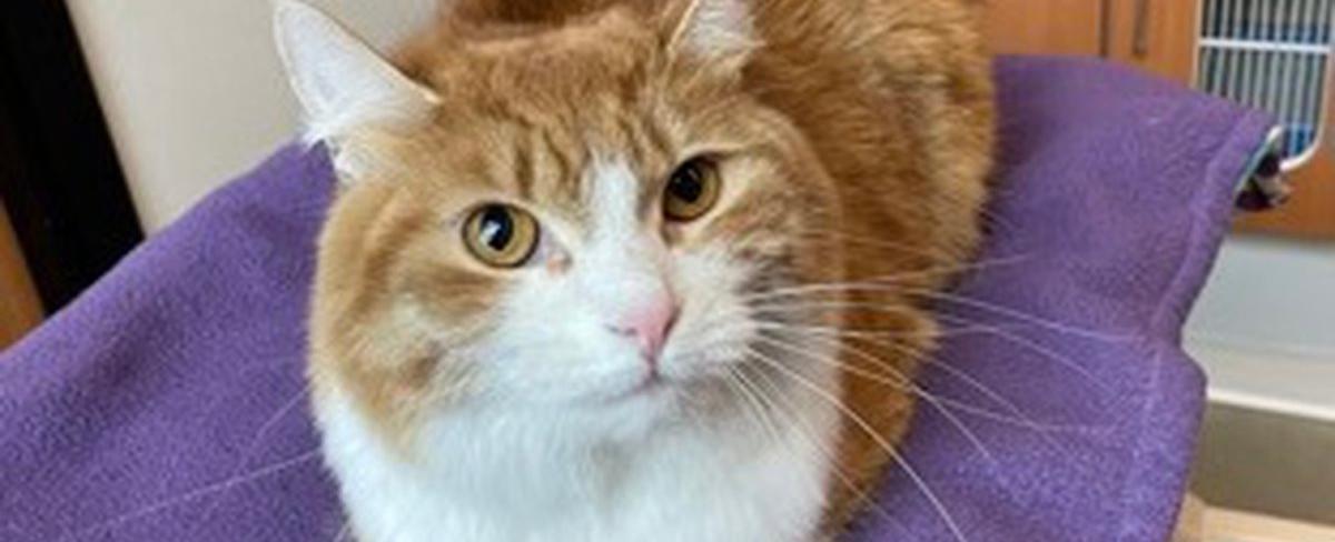 Pet of the Week: Miracle