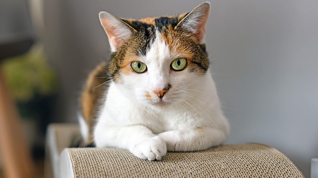 Oklahoma's first cat café set to open May 13