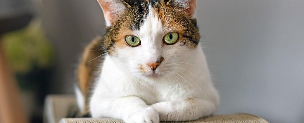 Oklahoma's first cat café set to open May 13