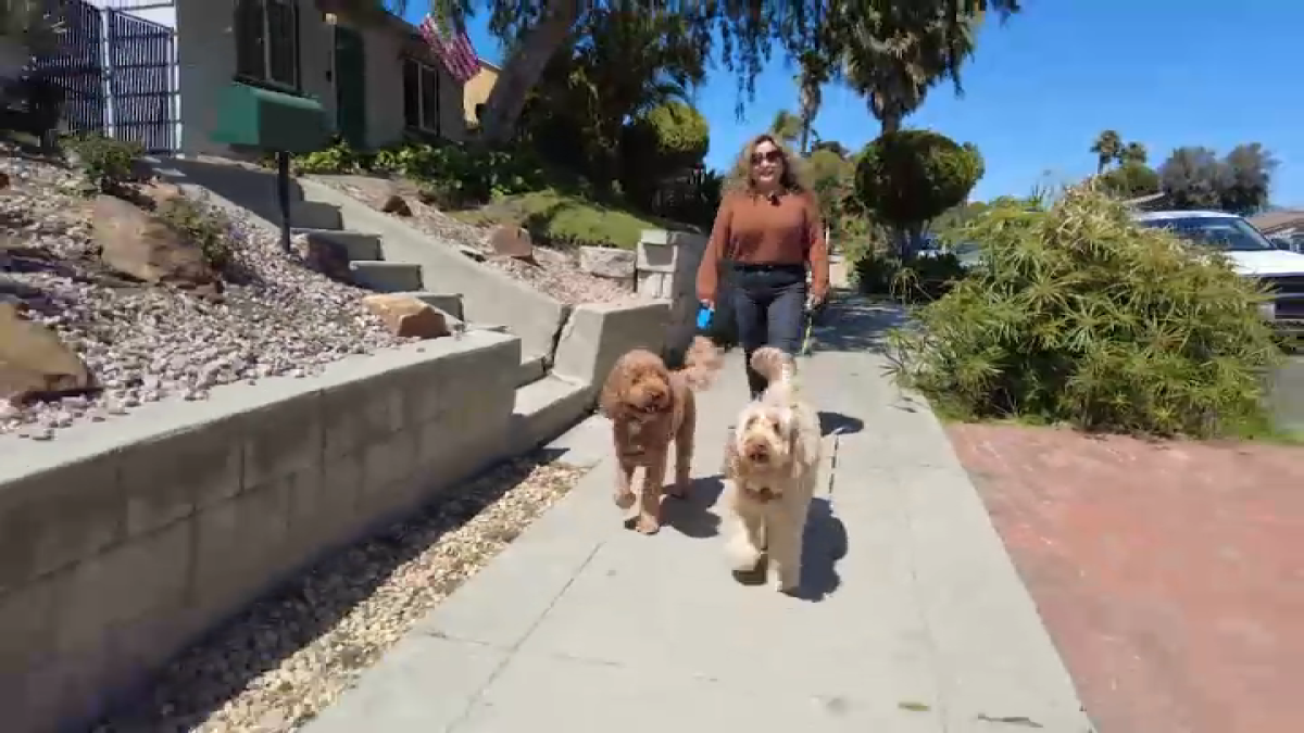 Should You Take Your Pet to a Vet in Mexico?