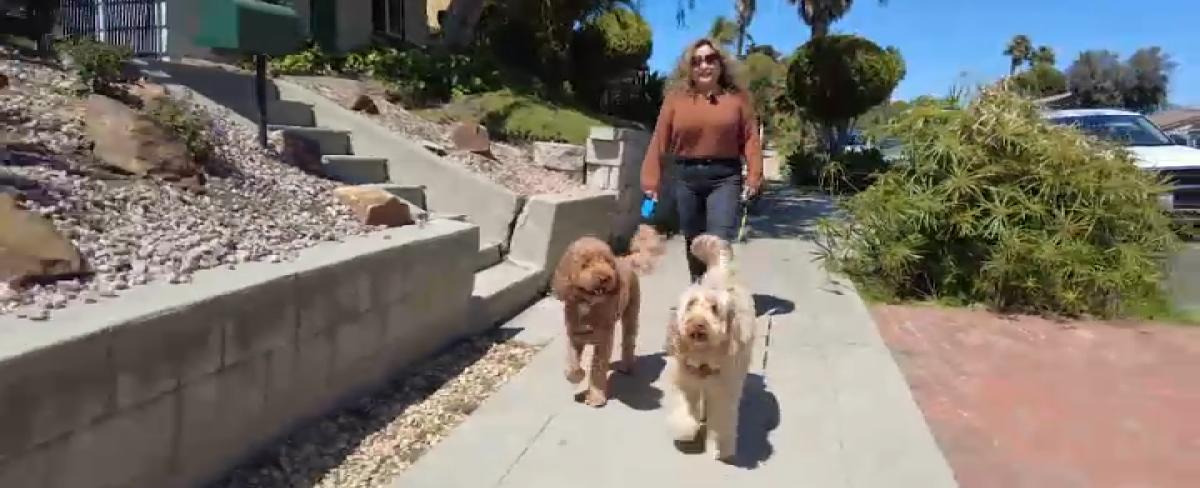 Should You Take Your Pet to a Vet in Mexico?