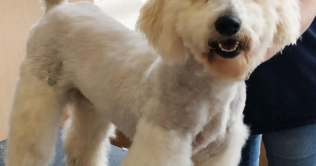 Pet of the Week: April 8