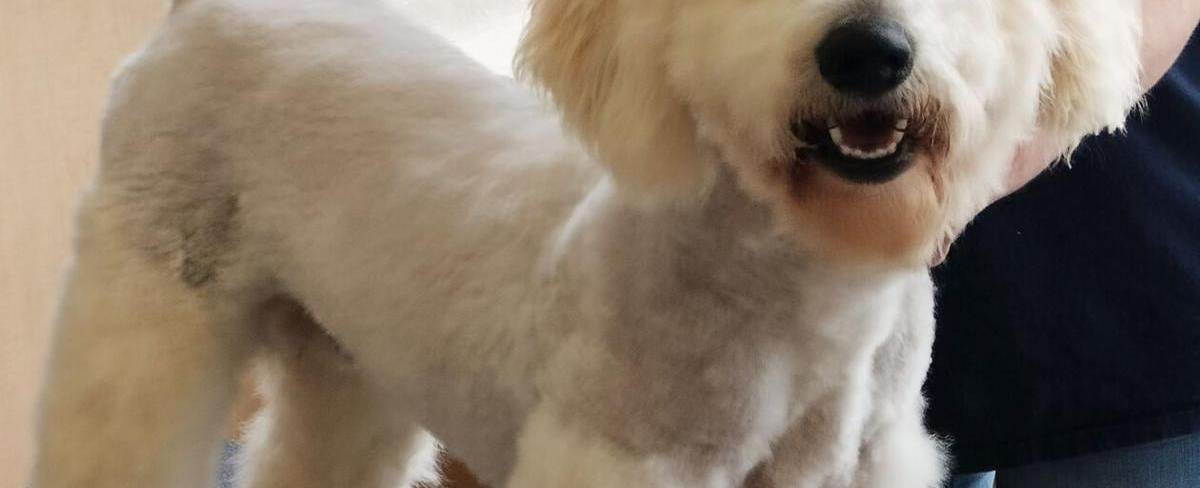 Pet of the Week: April 8