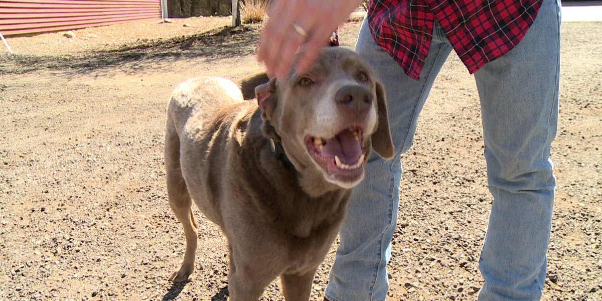 Community helps dog return home
