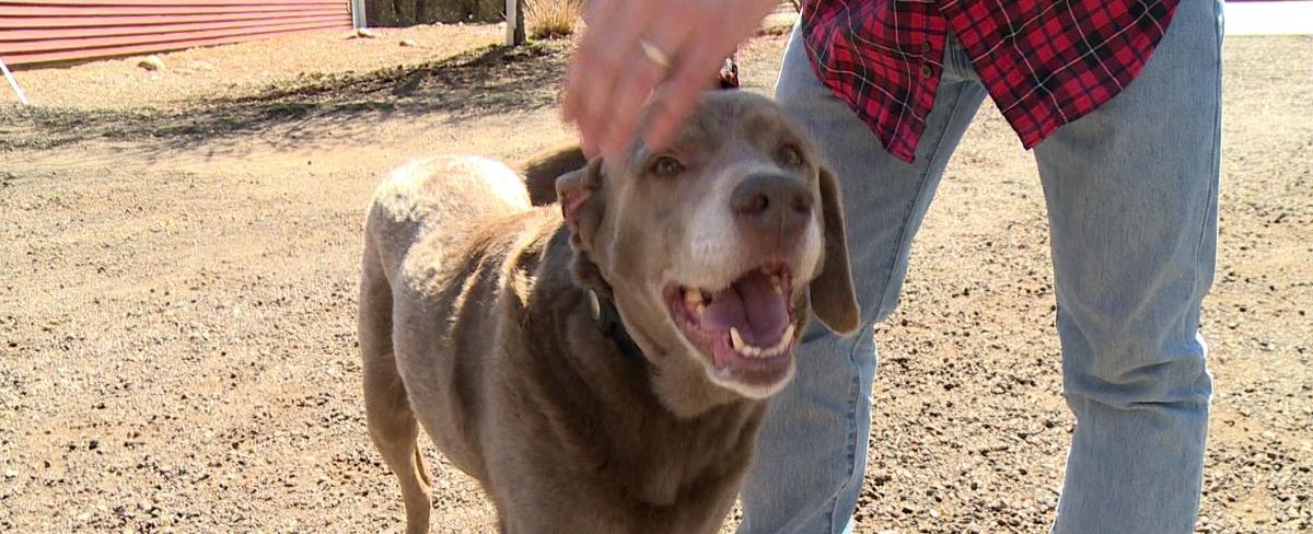 Community helps dog return home