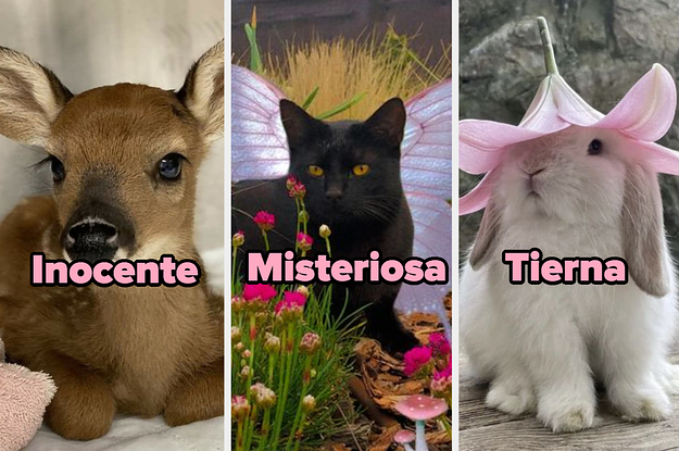 Test TikTok: Belleza De Gato, Conejo O Venado. (Deer, Fox, Cat Or Bunny)