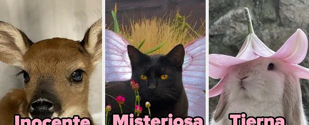 Test TikTok: Belleza De Gato, Conejo O Venado. (Deer, Fox, Cat Or Bunny)