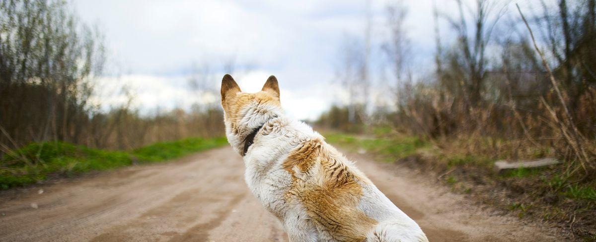 Is owning pets ethical? Here’s the truth about pet happiness.