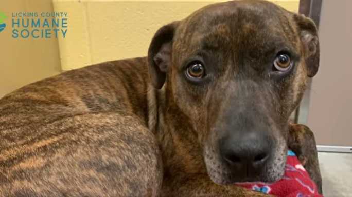 Dog who spent 303 days at Ohio animal shelter gets adopted