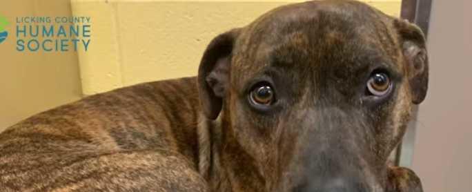 Dog who spent 303 days at Ohio animal shelter gets adopted
