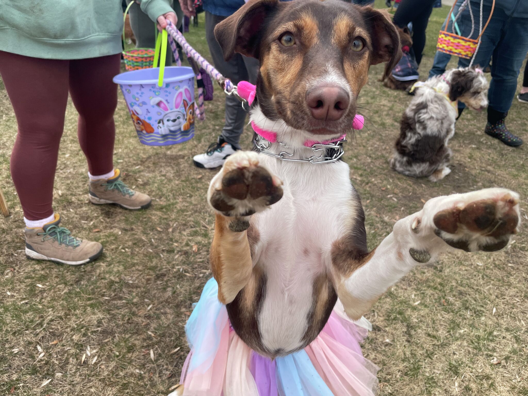 Midland dogs search for Easter eggs during Soldan's Pet Supplies event