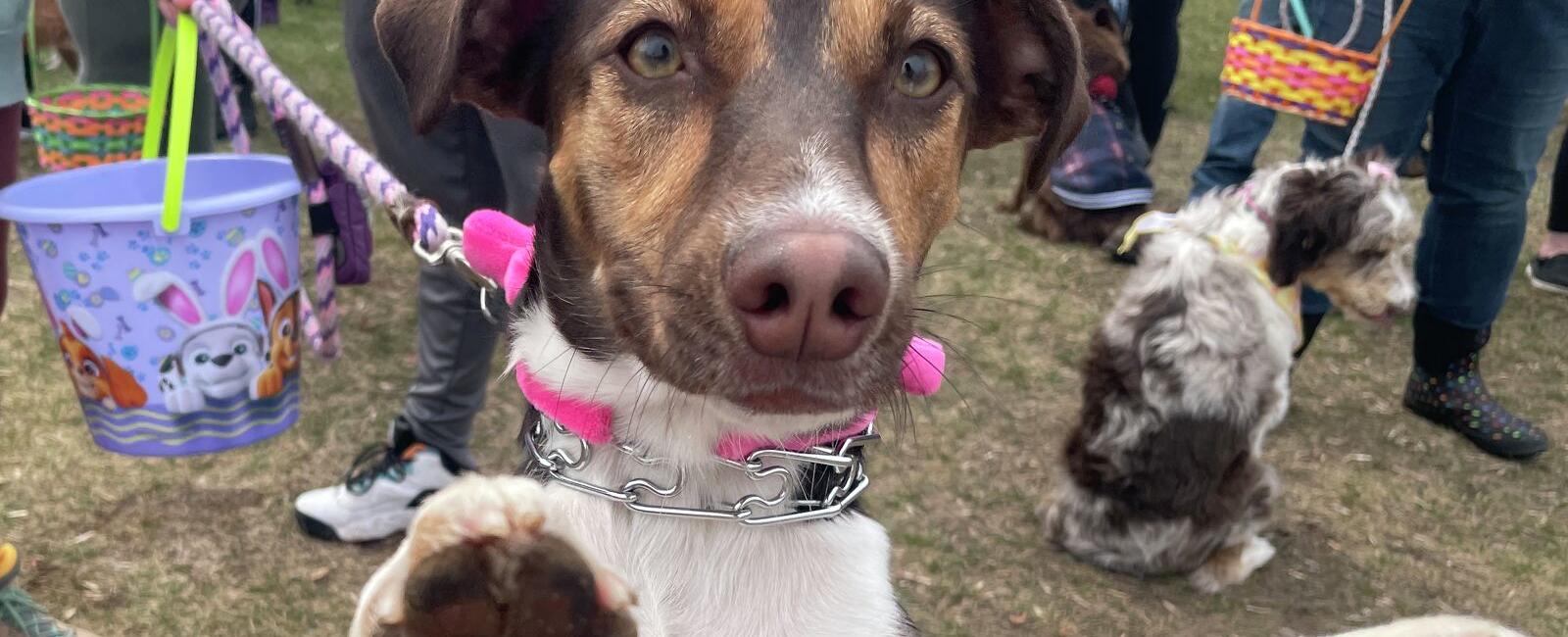 Midland dogs search for Easter eggs during Soldan's Pet Supplies event