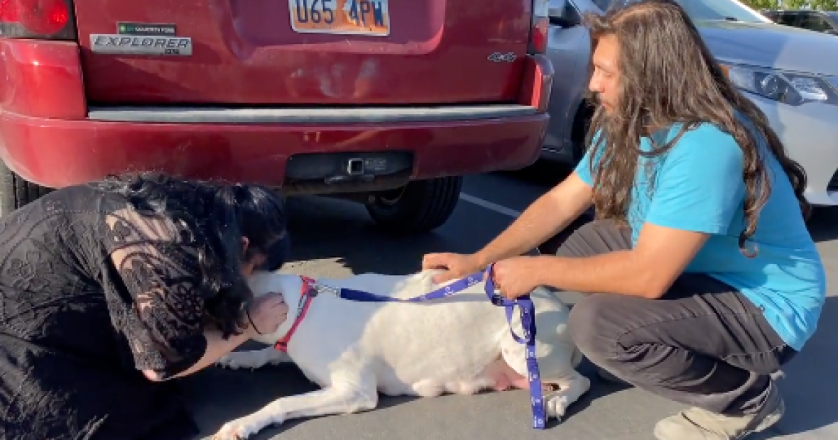 8 dogs owned by man who died from crash on U.S. 95 returned to family