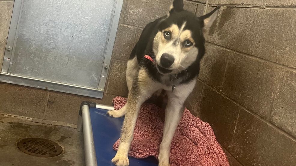 'She's a fighter': Dog left abandoned for 1 month now recovering at Ontario County shelter