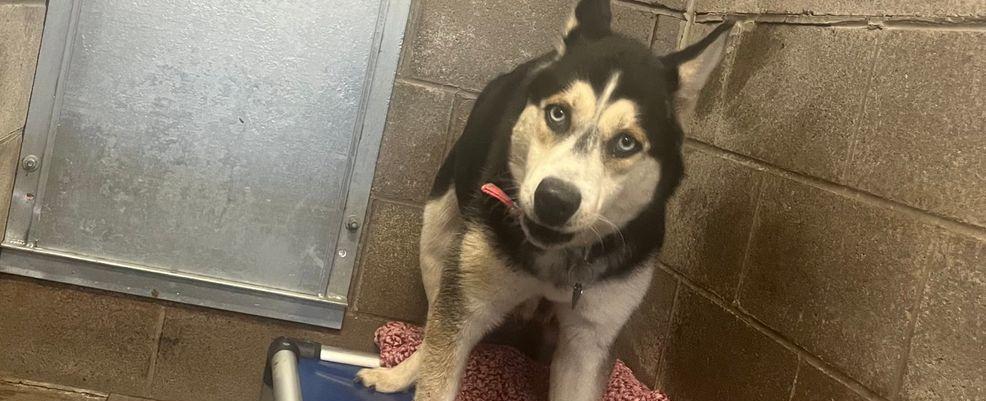 'She's a fighter': Dog left abandoned for 1 month now recovering at Ontario County shelter