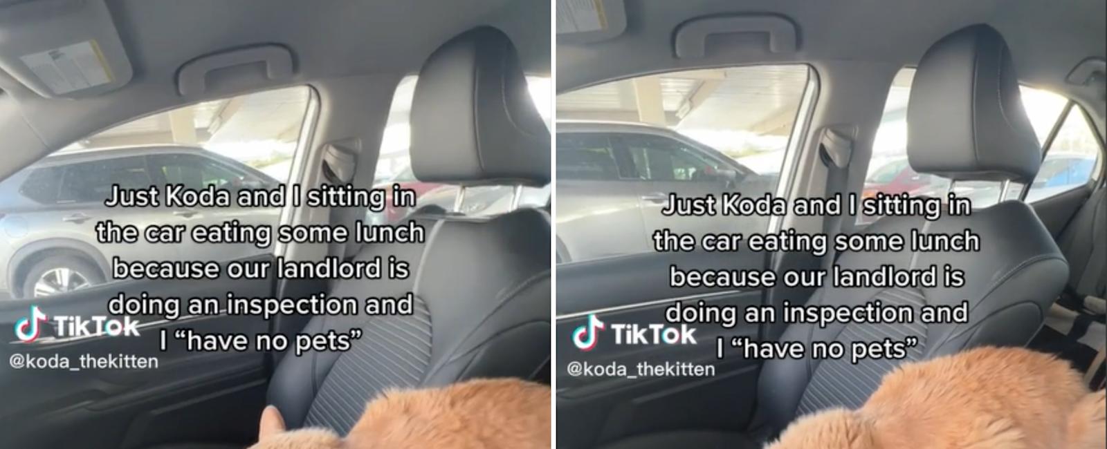 Owner's way of hiding cat for landlord inspection leaves internet laughing